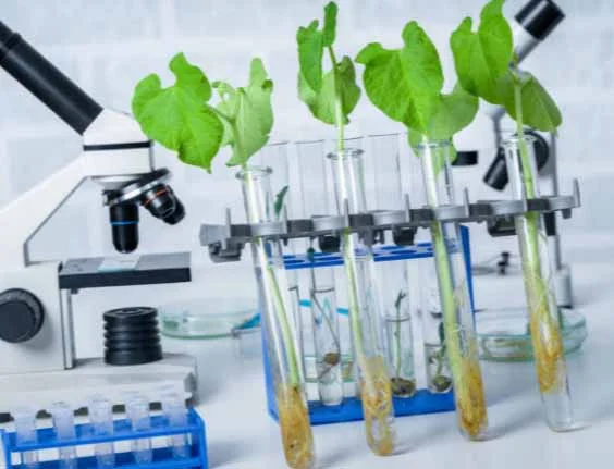 Enhancing Food Security: Biotechnology's Role in Agriculture